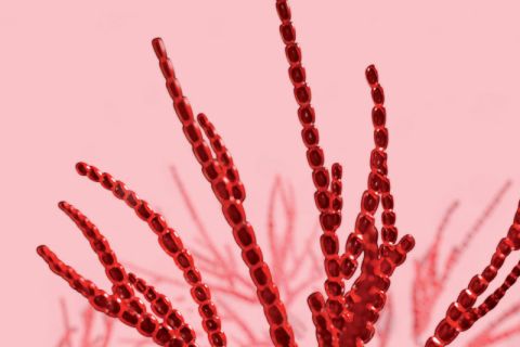 contacticel biotechmarine banner mobile seppic