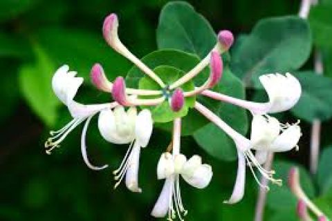caprifoglio beautycologa beautycology beauticology