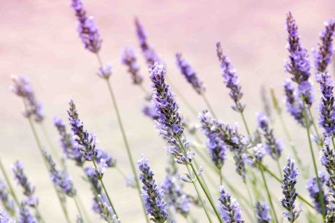 lavanda officinale beautycologa