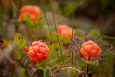 cloudberry beautycologa