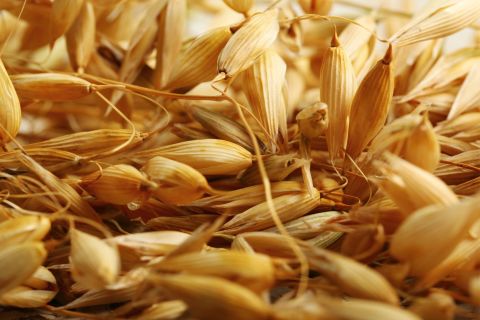 avena beautycology