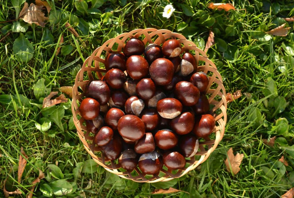 ippocastano