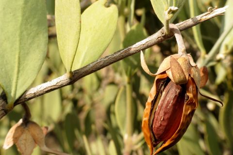 jojoba olio di beautycologa beautycology