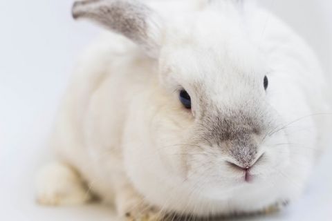 animal test beautycologa