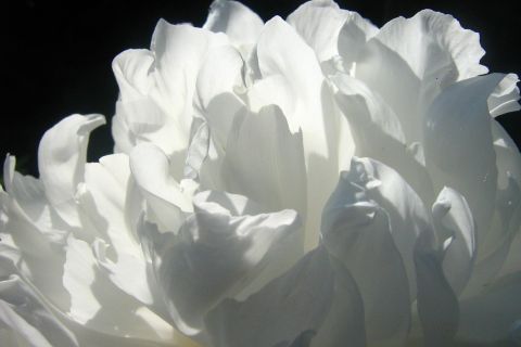 bianco bocciolo fiore flora 35773 pexels