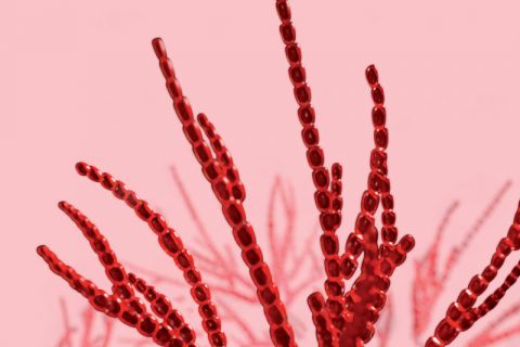 contacticel biotechmarine banner mobile seppic