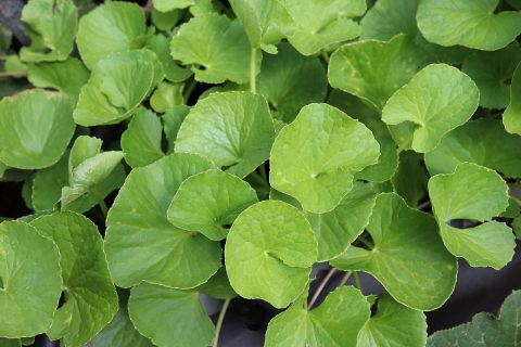 cica cream centella beautycologa