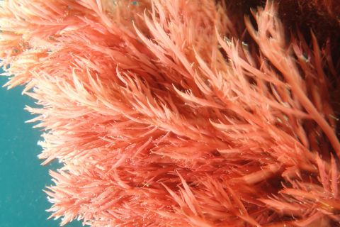 beautycologa alghe rosse 9599020726 3b2f0cab8c b flickr