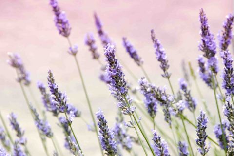 lavanda officinale beautycologa